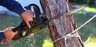Best Tree Disease Treatment  in Hybla Lley, VA