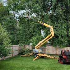 Best Palm Tree Trimming  in Hybla Lley, VA