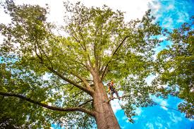 Best Emergency Tree Removal  in Hybla Lley, VA