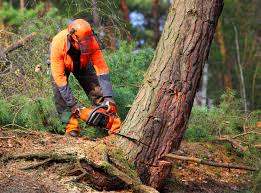 Best Tree Removal  in Hybla Lley, VA
