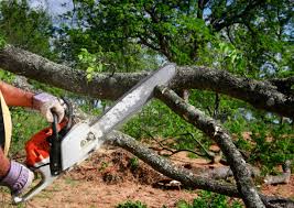 How Our Tree Care Process Works  in  Hybla Valley, VA