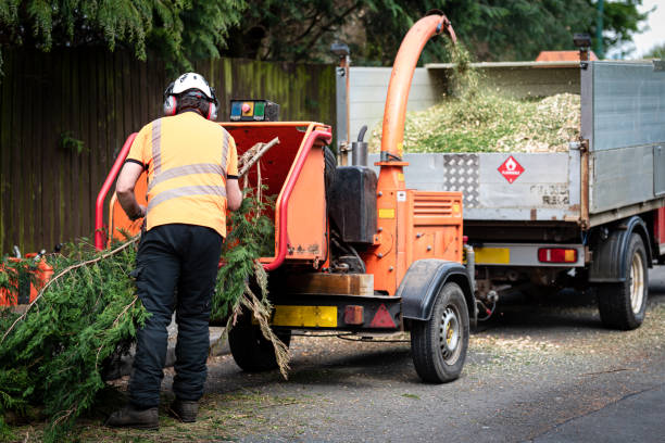 Best Tree Health Inspection  in Hybla Lley, VA