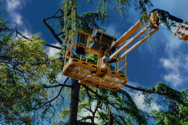 Best Root Management and Removal  in Hybla Lley, VA