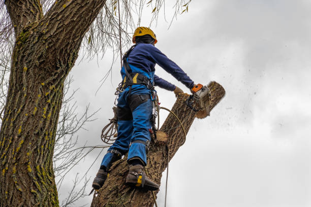 Best Tree Cabling and Bracing  in Hybla Lley, VA