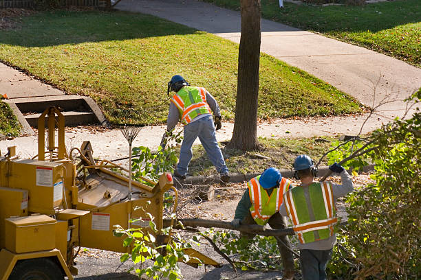 Best Tree Trimming and Pruning  in Hybla Lley, VA