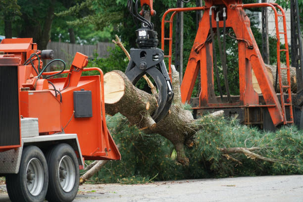 Best Grass Overseeding  in Hybla Lley, VA