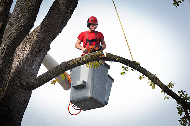 Best Arborist Consultation Services  in Hybla Lley, VA