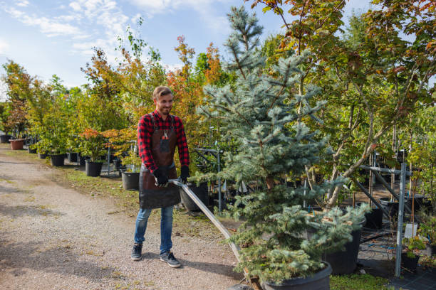 Best Organic Lawn Care Solutions  in Hybla Lley, VA