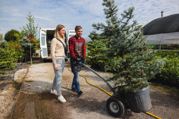 Trusted Hybla Valley, VA Tree Services Experts