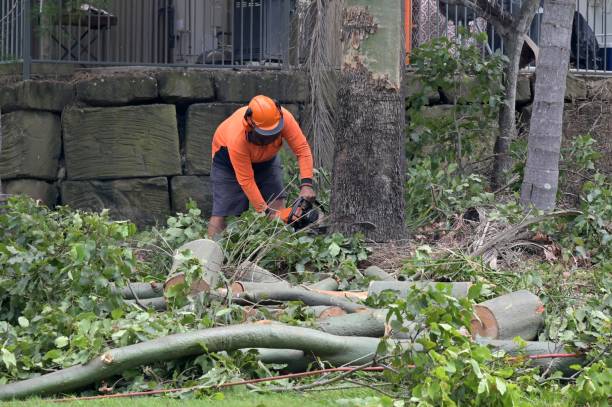 Best Storm Damage Tree Cleanup  in Hybla Lley, VA