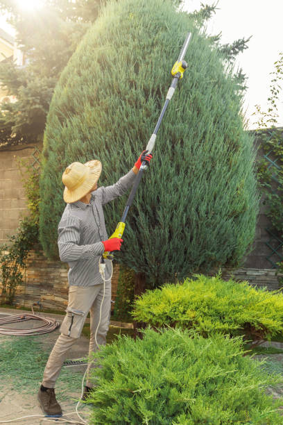 Best Tree Mulching  in Hybla Lley, VA