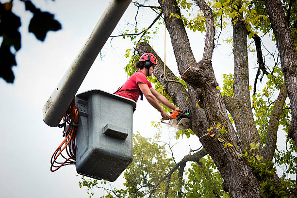 Best Fruit Tree Pruning  in Hybla Lley, VA