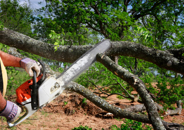 Best Tree and Shrub Care  in Hybla Lley, VA