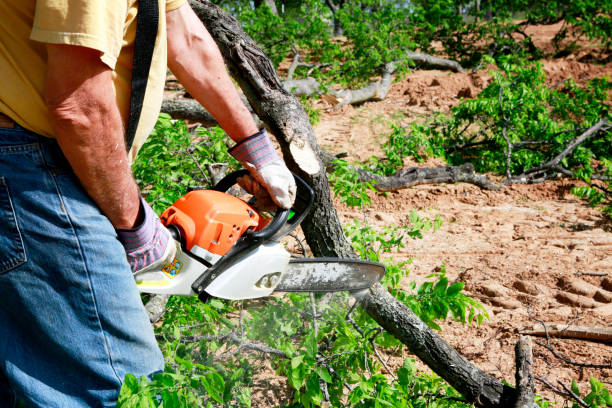 Best Utility Line Clearance  in Hybla Lley, VA